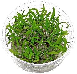 Cryptocoryne Parva