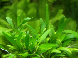 Cryptocoryne Parva
