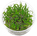 Cryptocoryne Parva