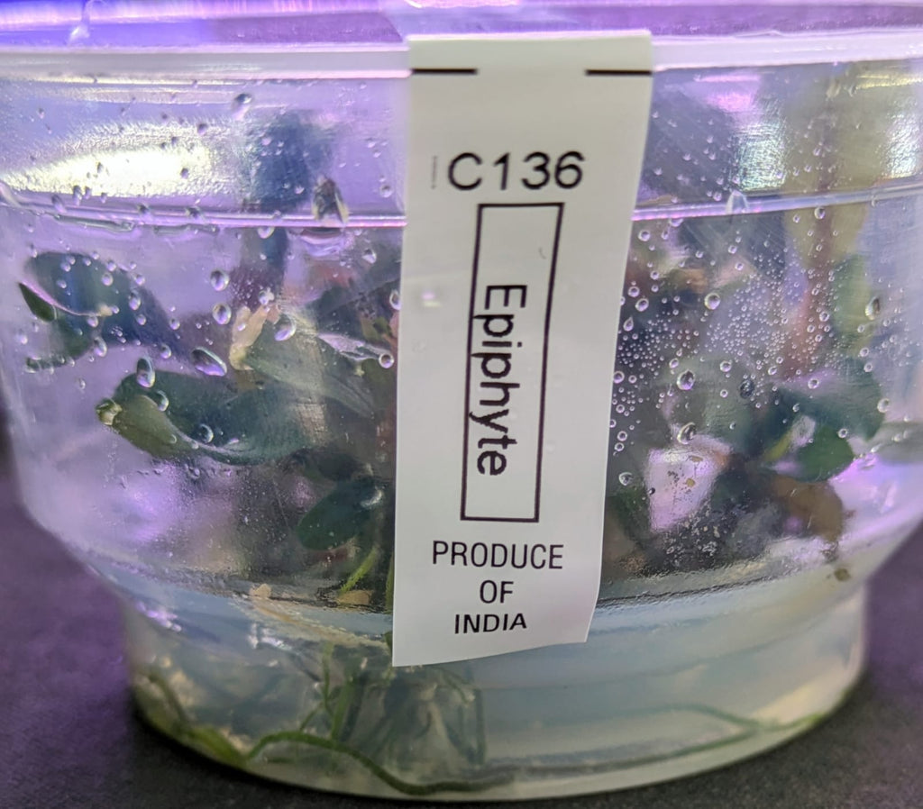 Bucephalandra Maestro Blue
