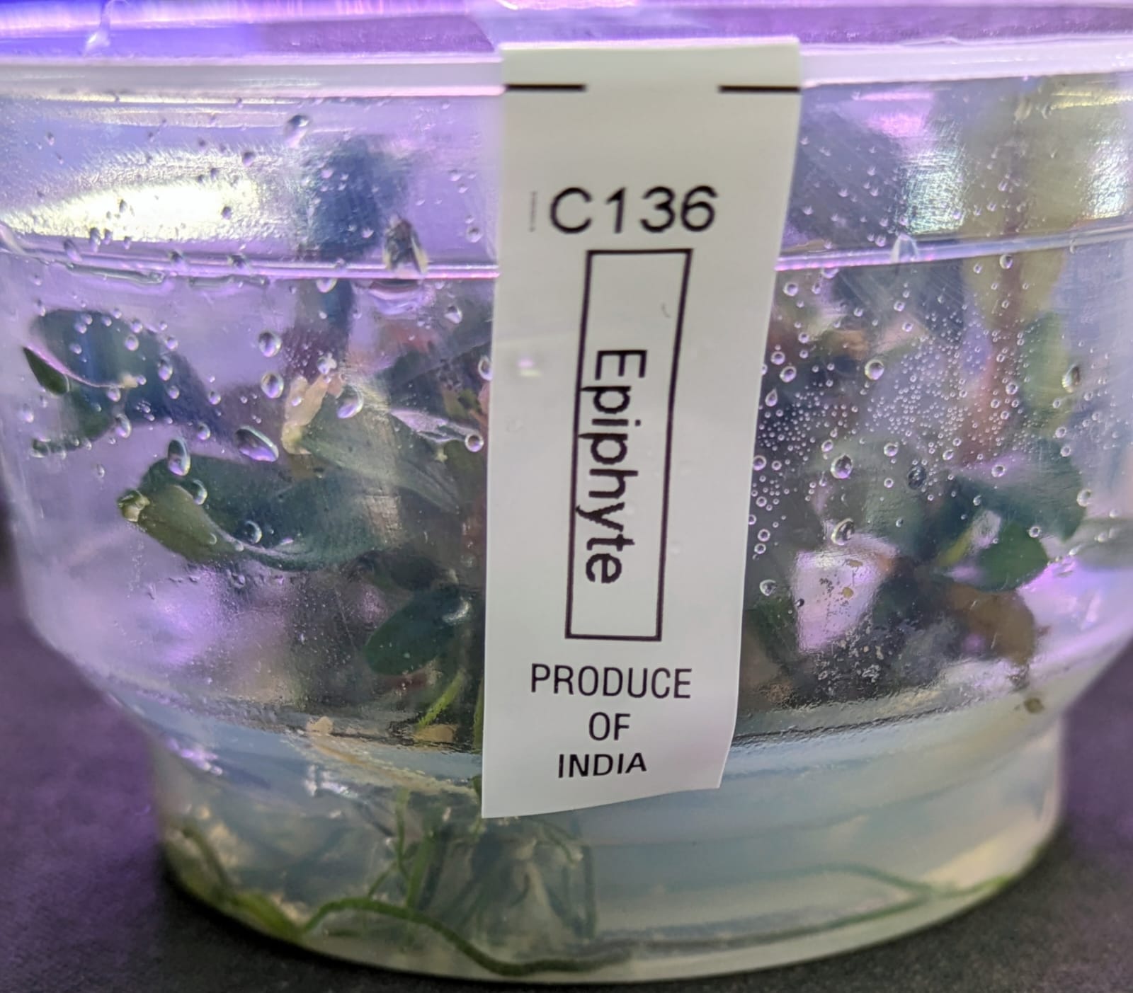 Bucephalandra Maestro Blue