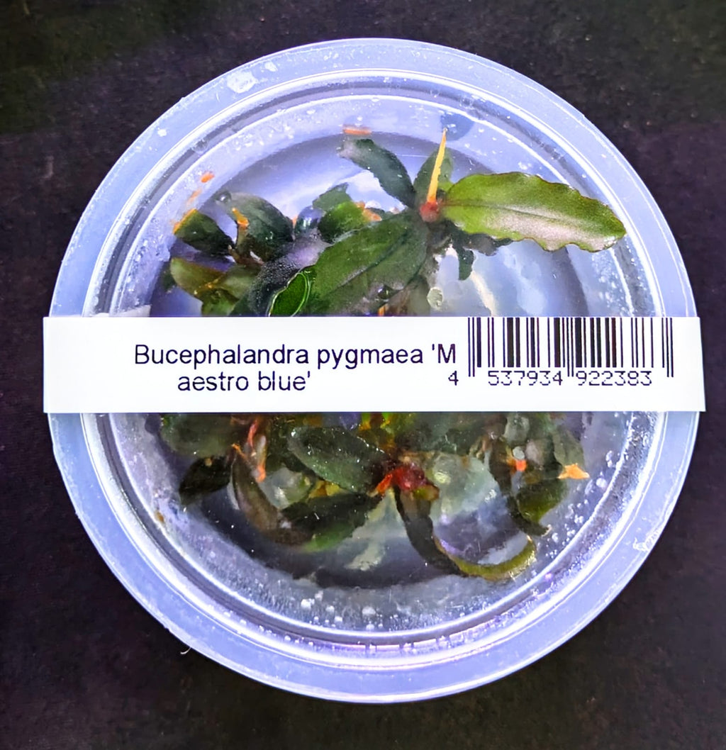 Bucephalandra Maestro Blue