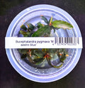 Bucephalandra Maestro Blue