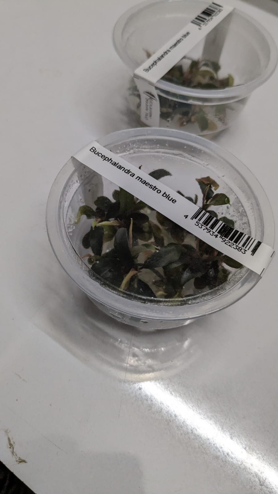 Bucephalandra Maestro Blue