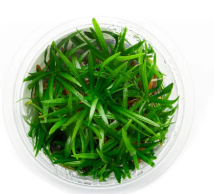 Helanthium tenellum var. ‘Broad leaf