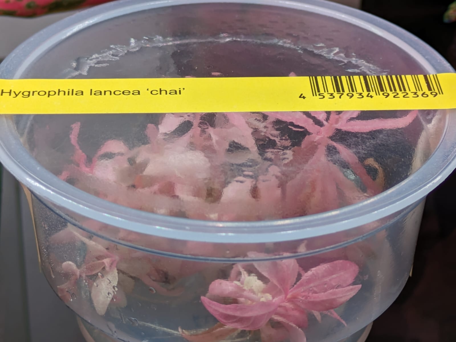 Hygrophila lancea 'Chai'