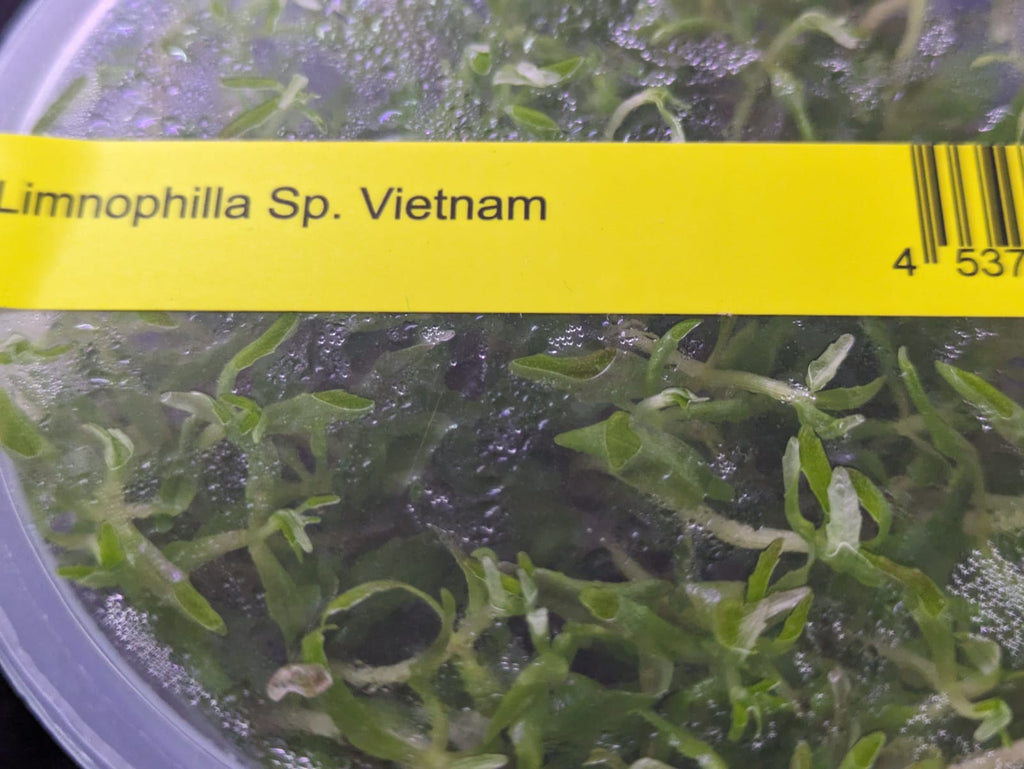 Limnophila 'Vietnam