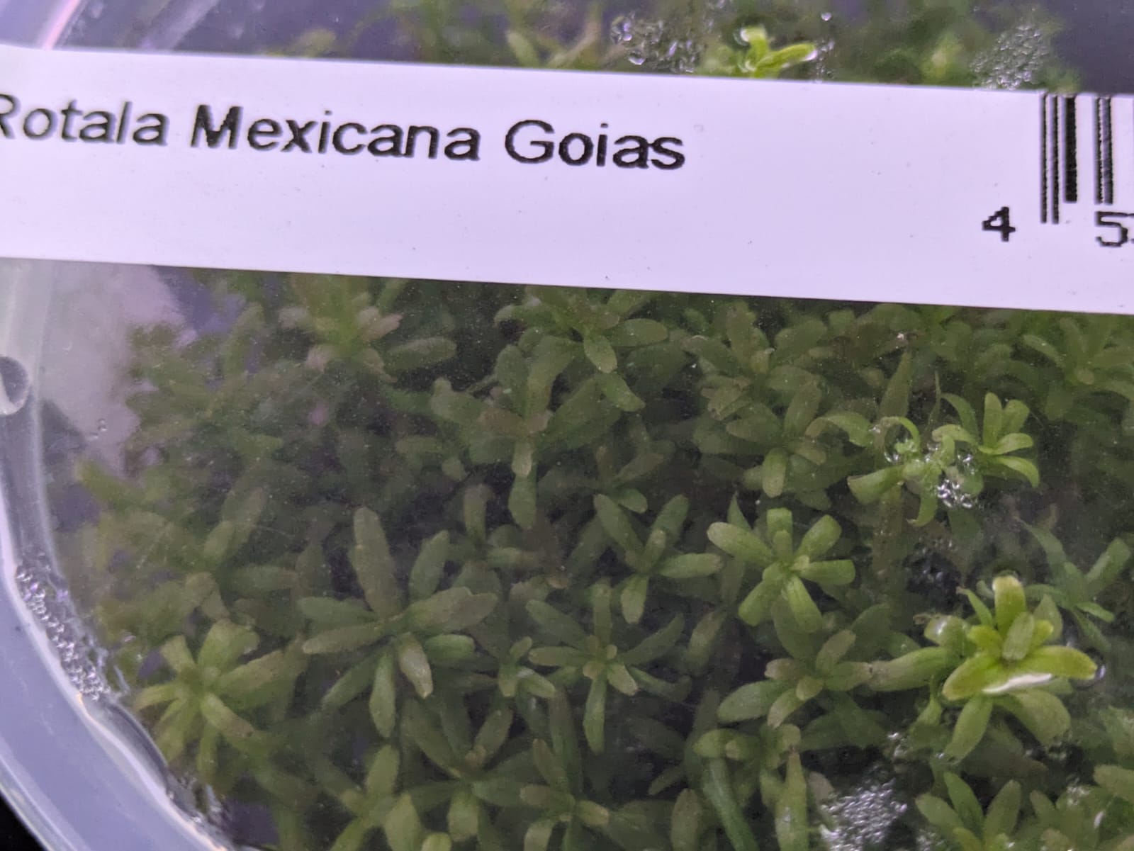 Rotala mexicana 'Goais'