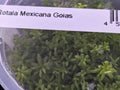 Rotala mexicana 'Goais'