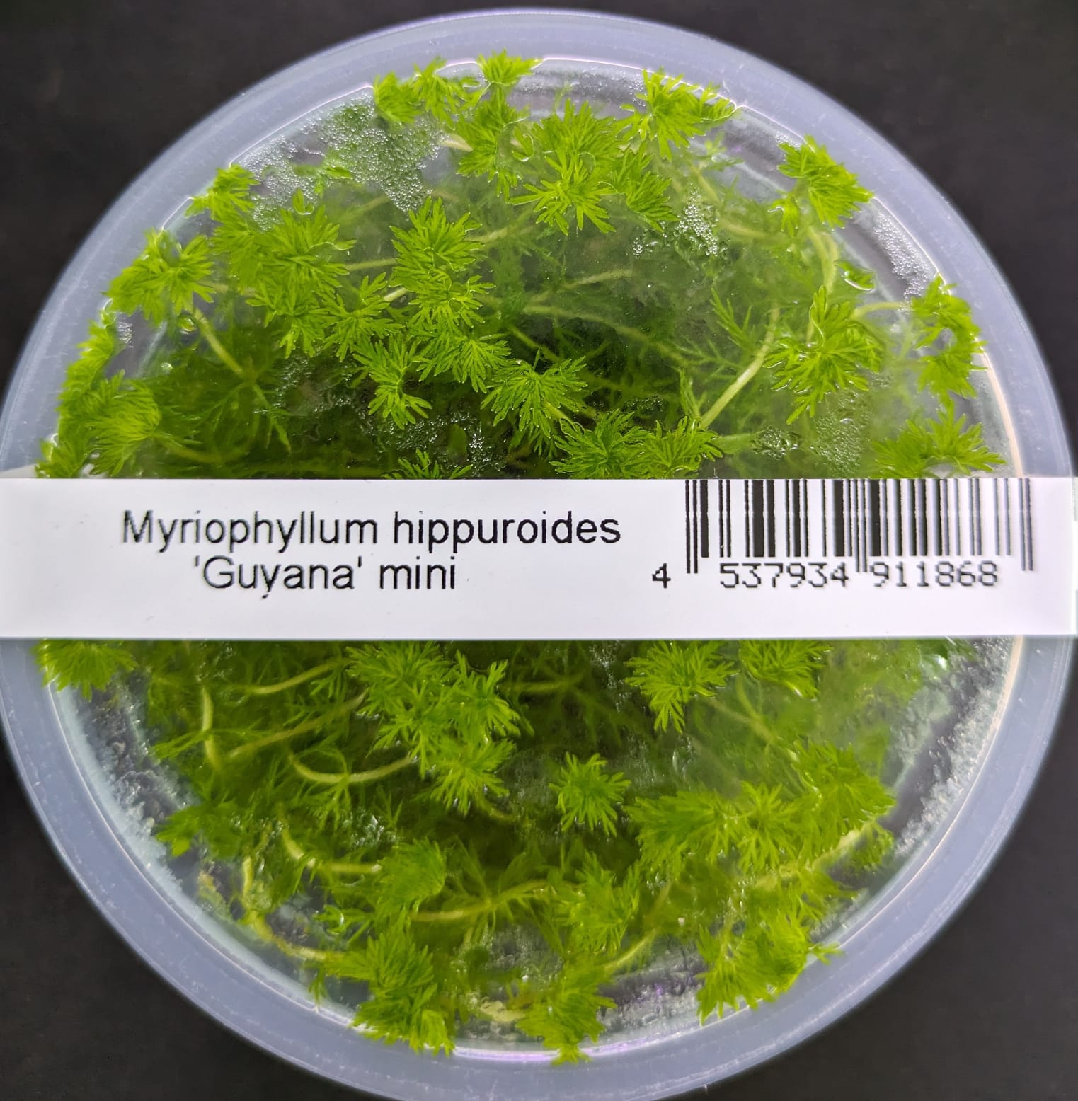 Myriophyllum hippuroides (1)