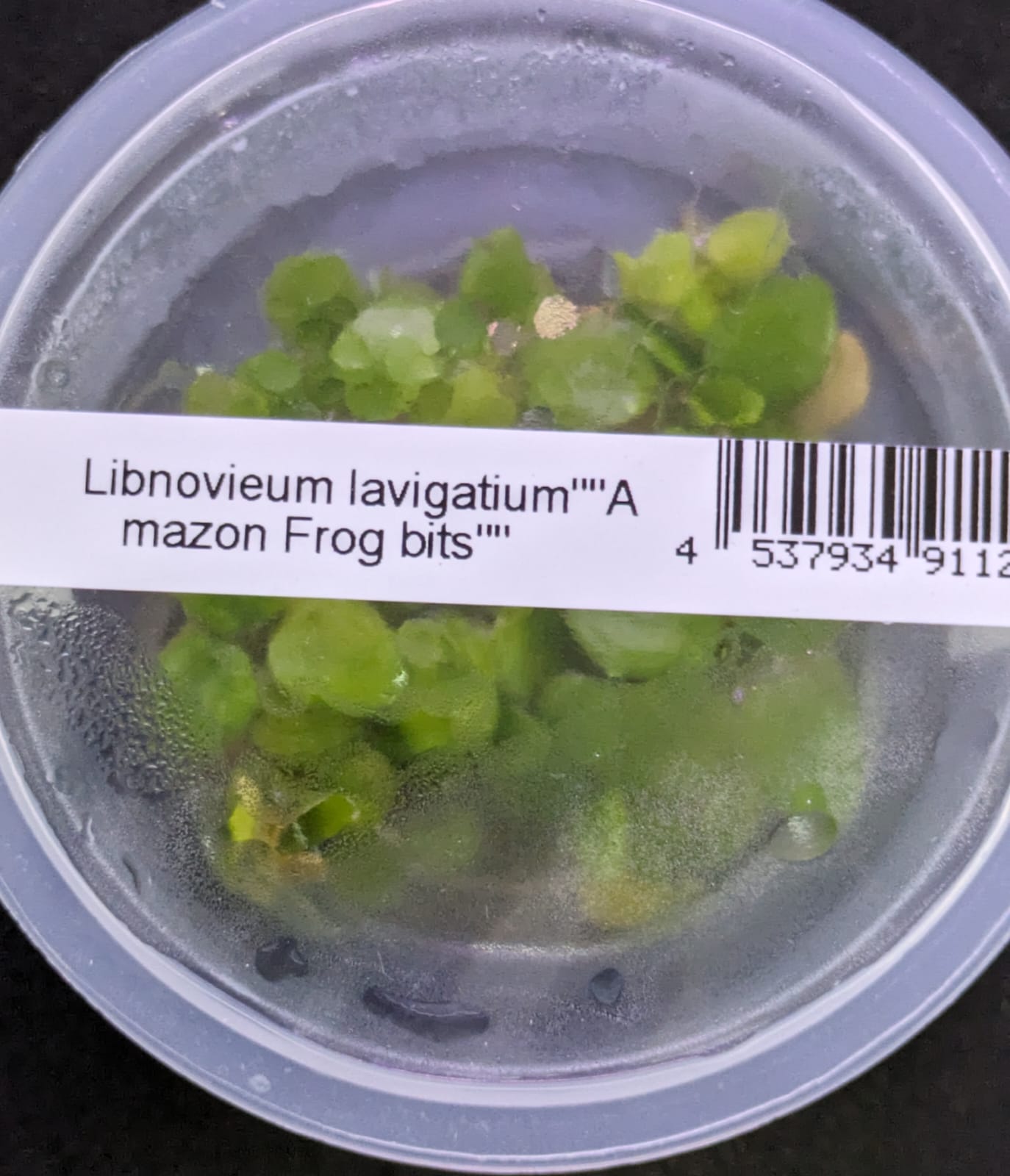 Limnobium laevigatum