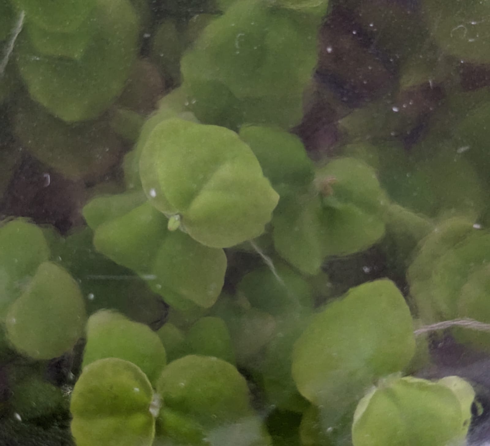 Limnobium laevigatum