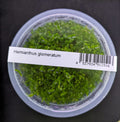 Hemianthus glomeratus