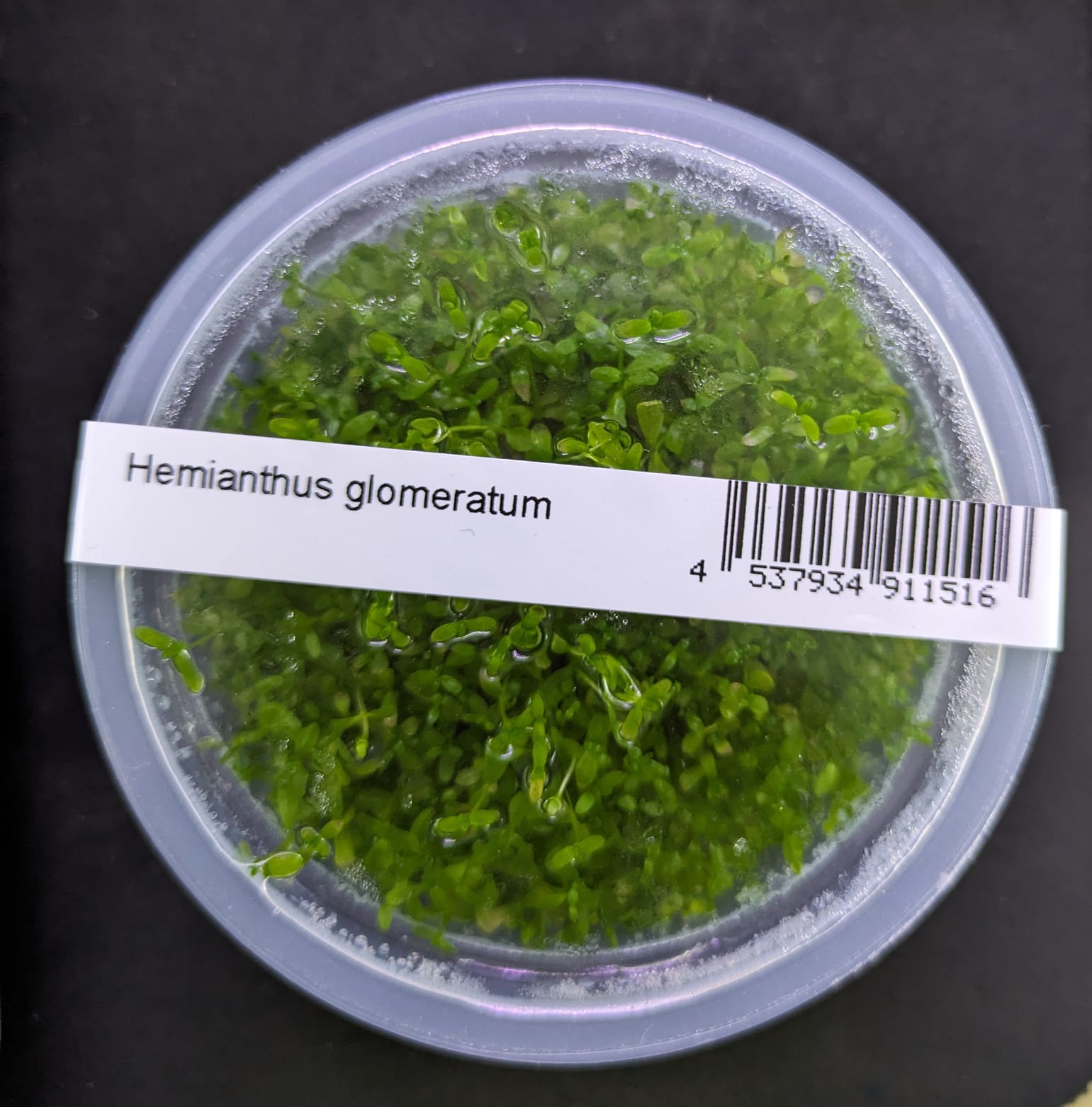 Hemianthus glomeratus