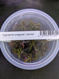 Hygrophila Lancea `Araguaia`