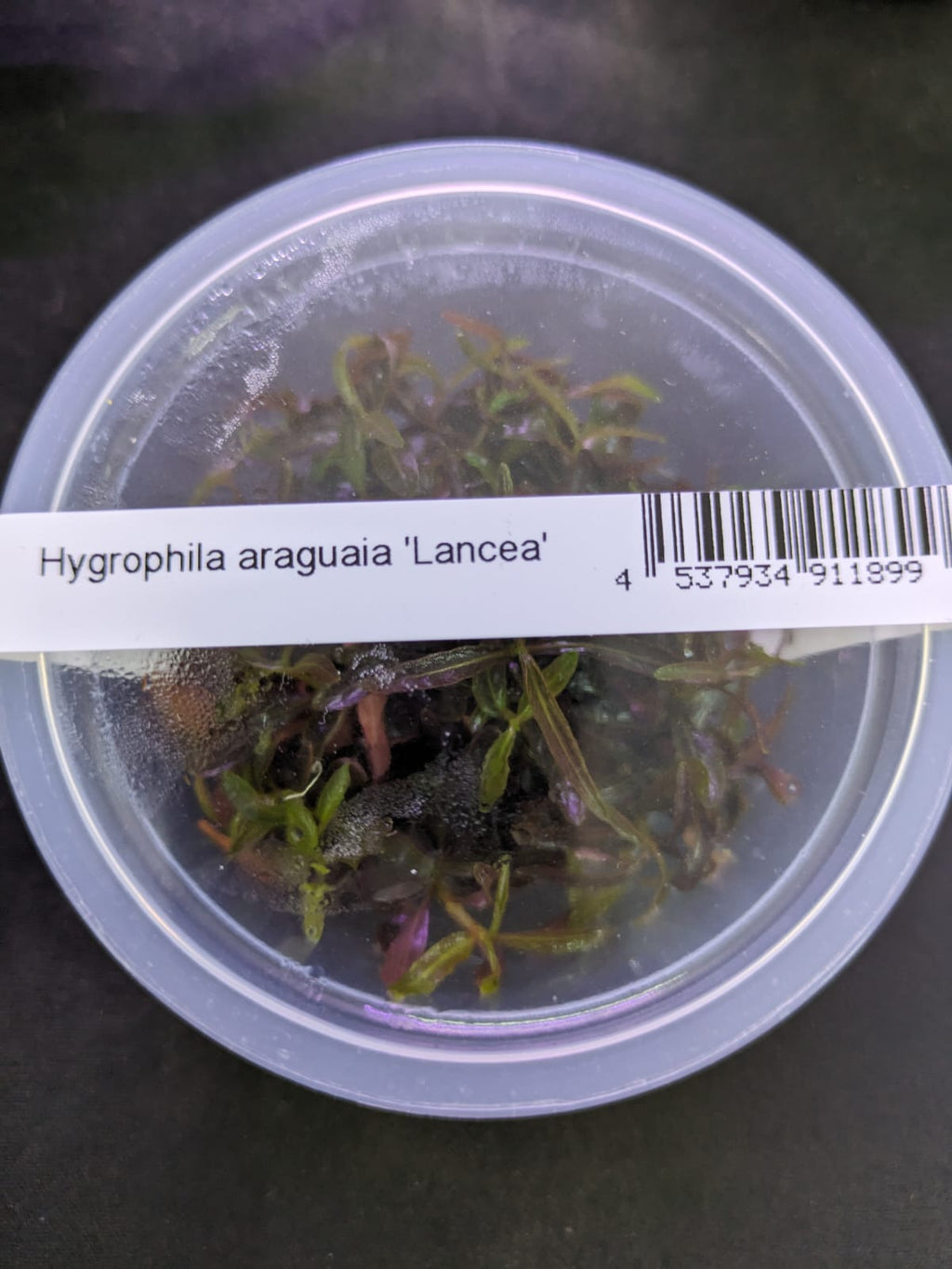 Hygrophila Lancea `Araguaia`