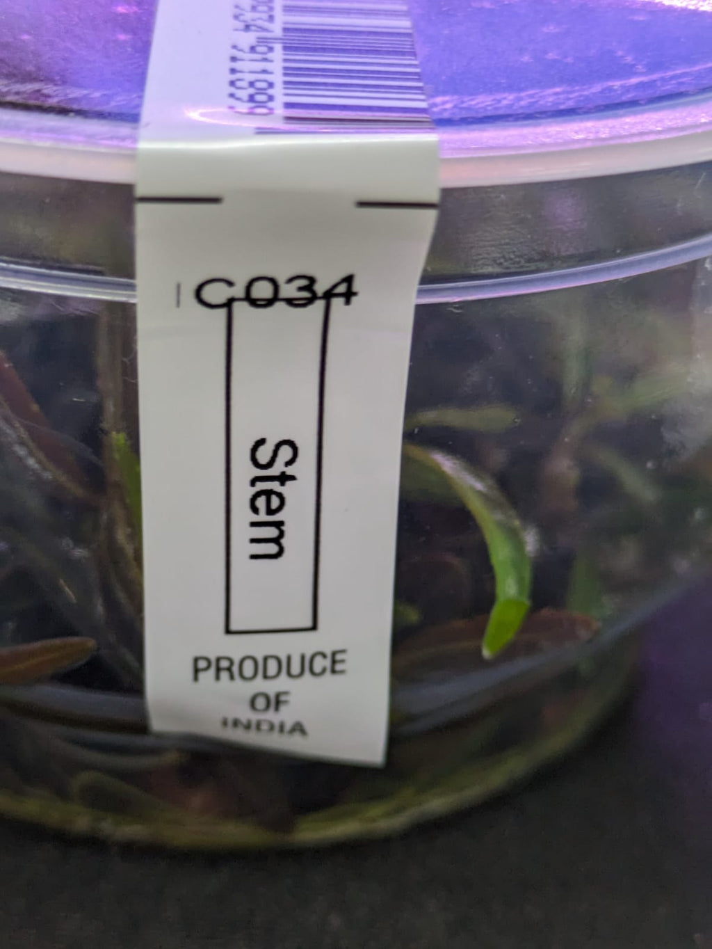 Hygrophila Lancea `Araguaia`