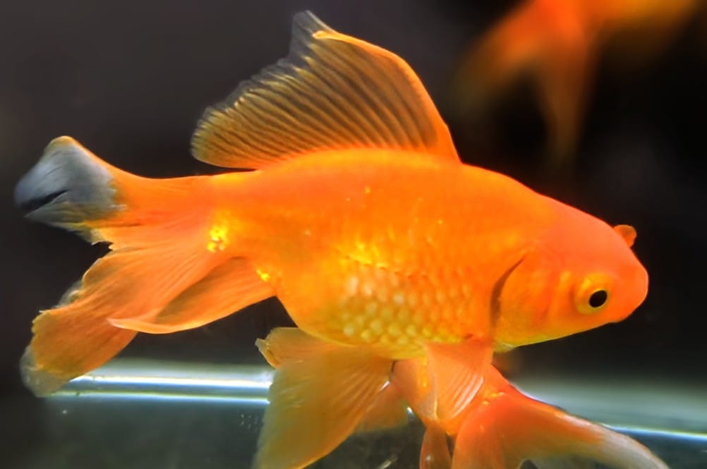 Veil tail gold fish
