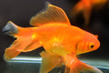 Veil tail gold fish