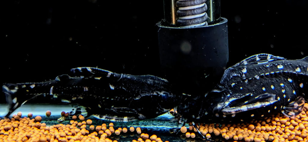 White spotted talking catfish