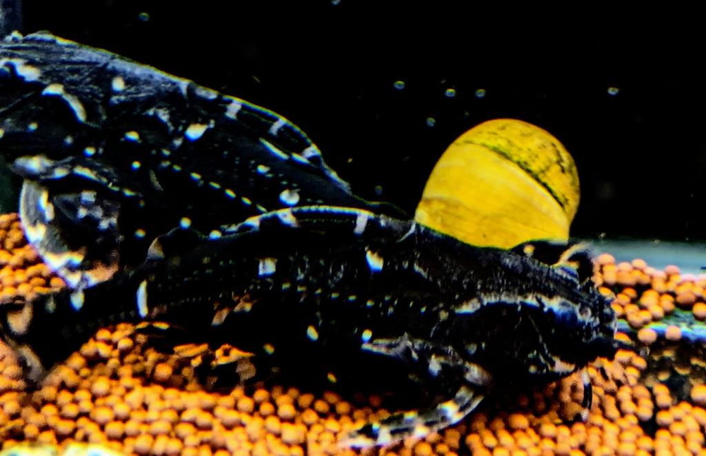 White spotted talking catfish