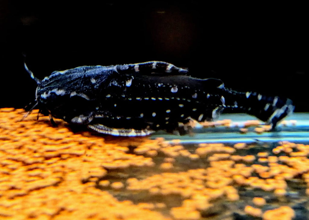 White spotted talking catfish