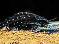 White spotted talking catfish