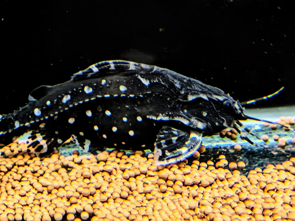 White spotted talking catfish