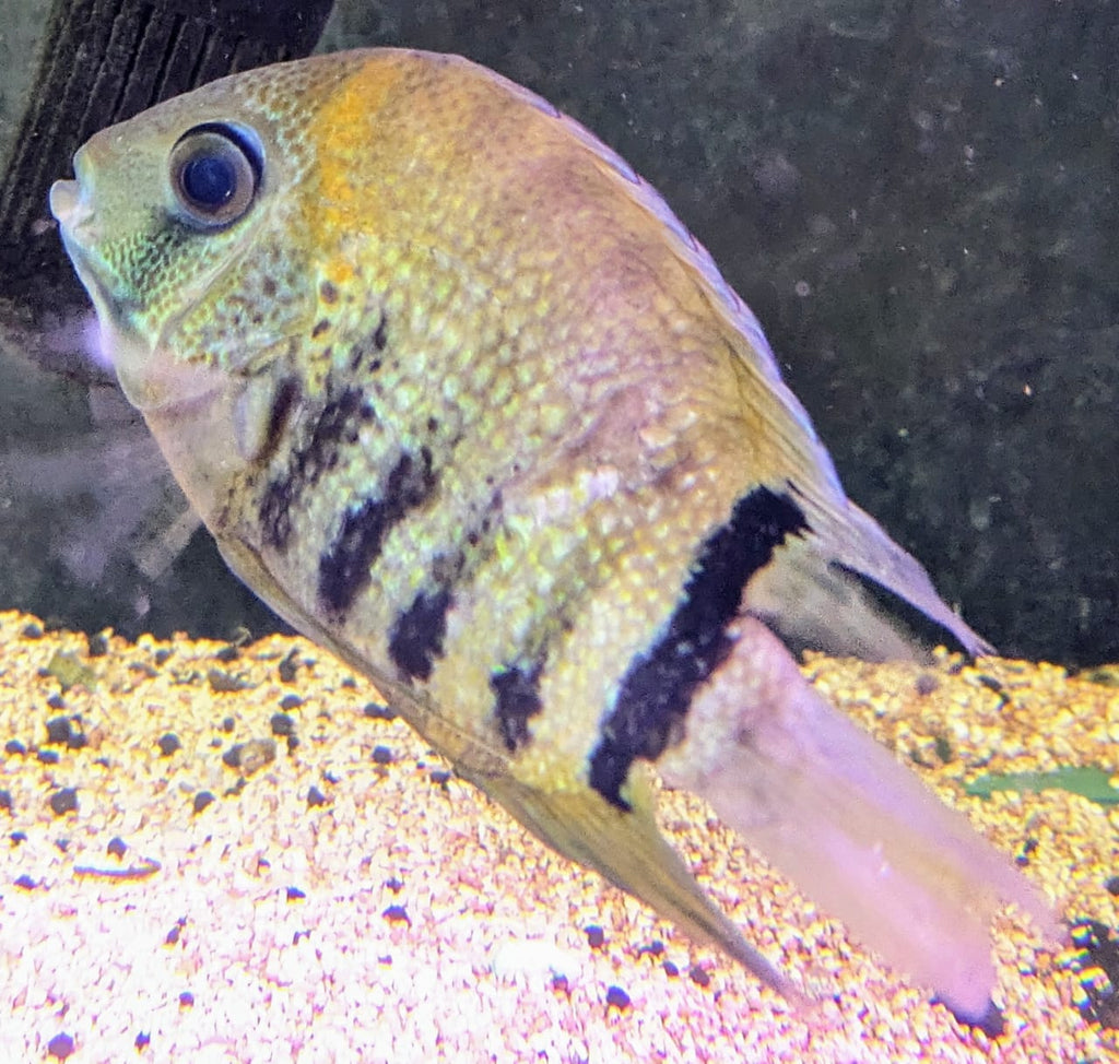 green severum