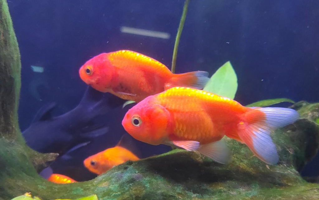 Ranchu gold fish