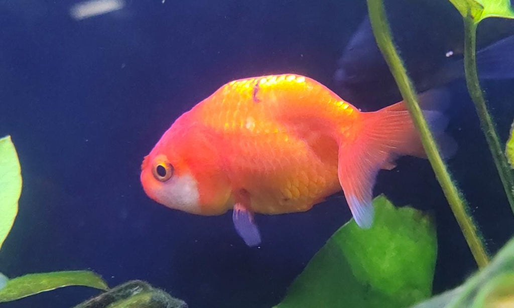 Ranchu gold fish