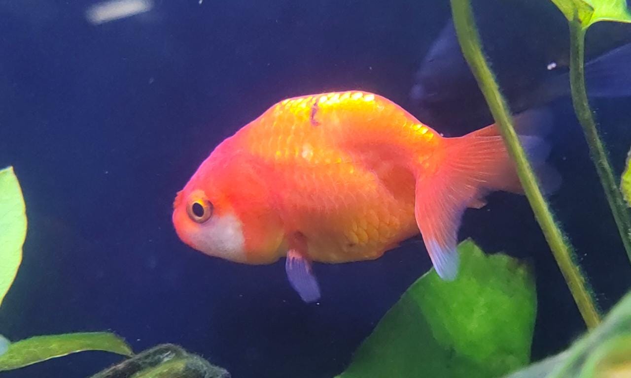 Ranchu gold fish