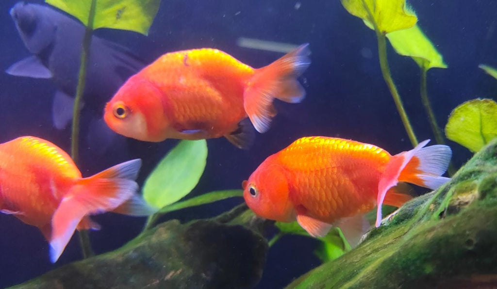 Ranchu gold fish