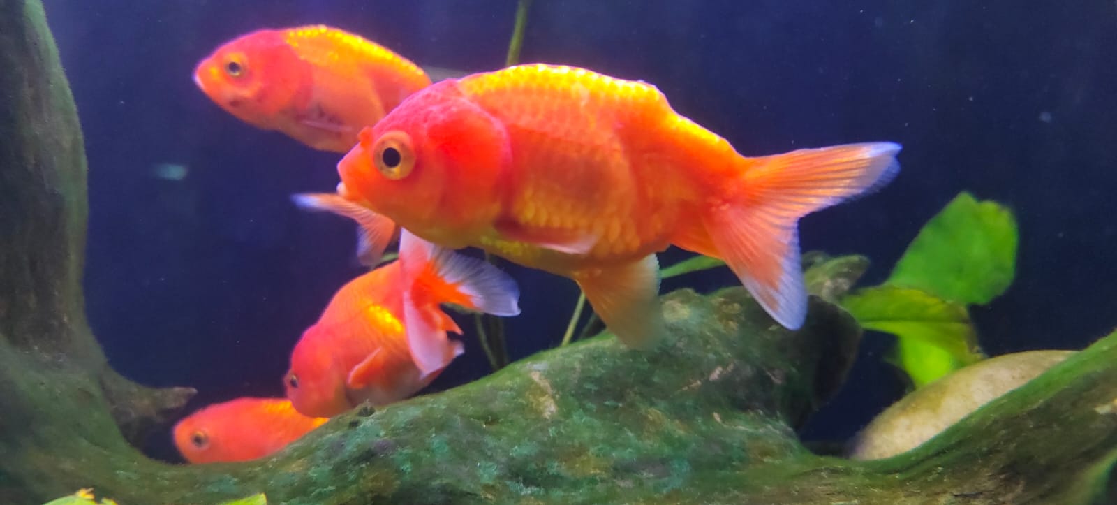 Ranchu gold fish