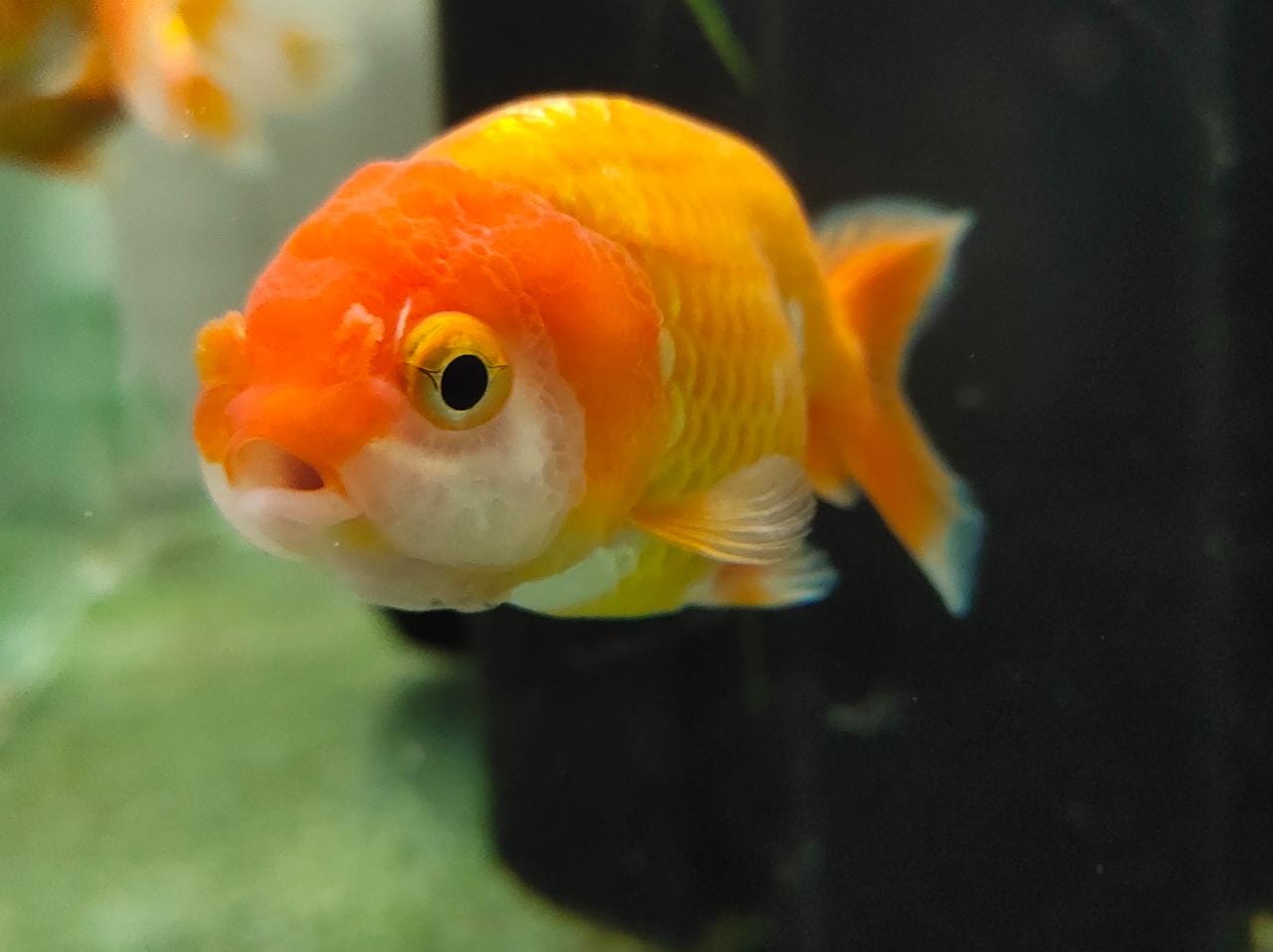 Ranchu-M1