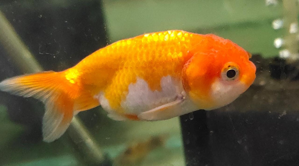 Ranchu-M2