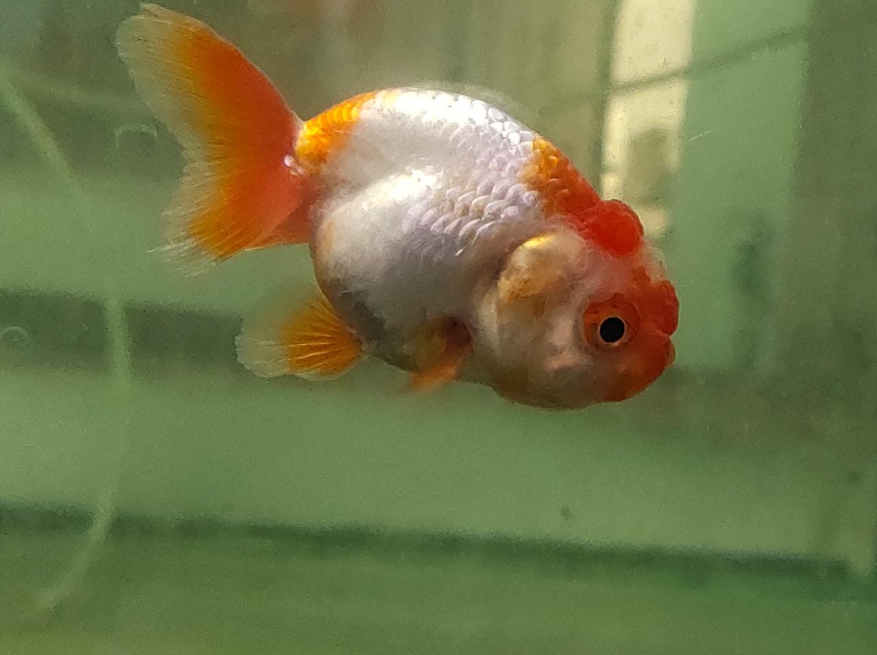 Ranchu-M