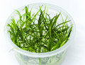 Helanthium tenellum red