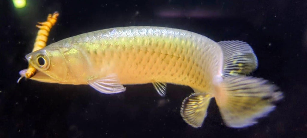 PP arowana