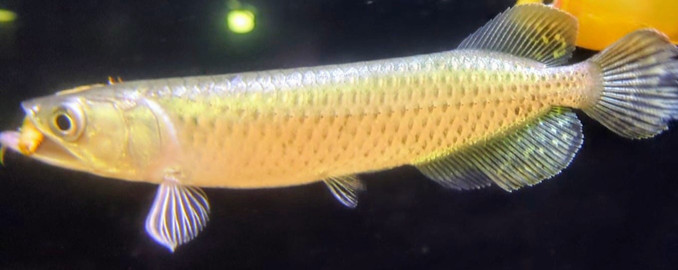PP arowana