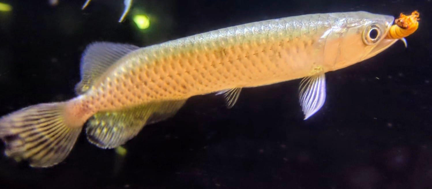 PP arowana