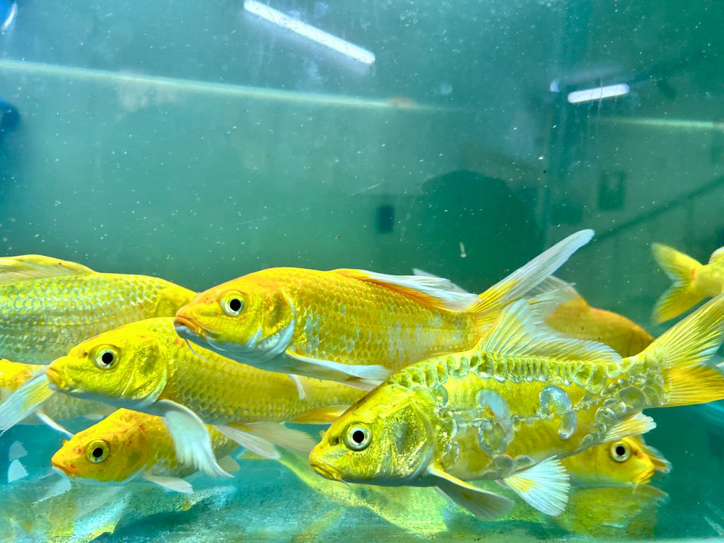 Assorted Metallic Koi