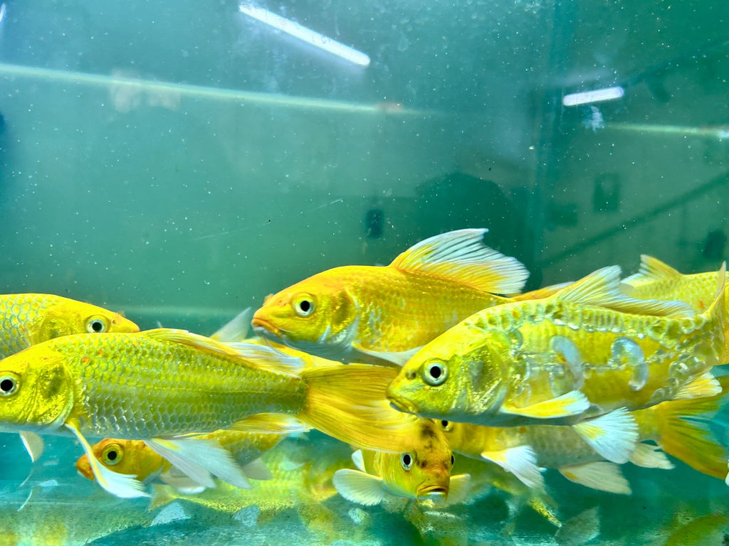 Assorted Metallic Koi