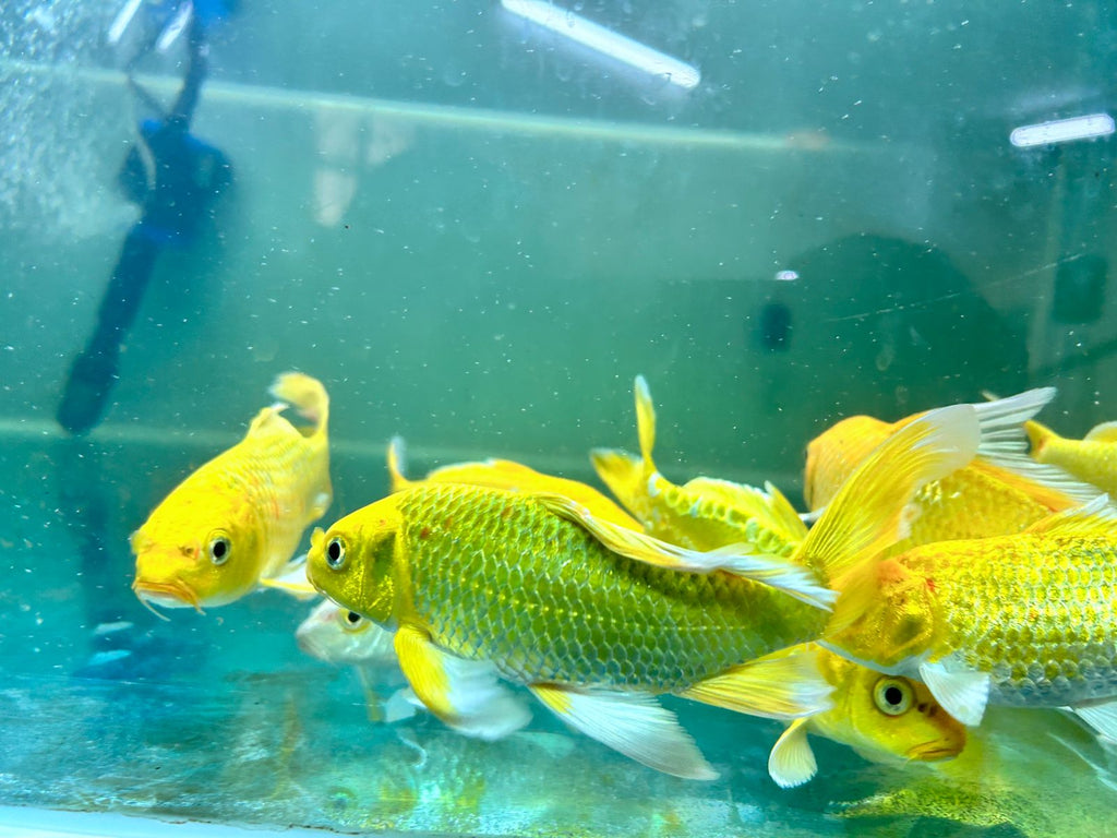 Assorted Metallic Koi (3)