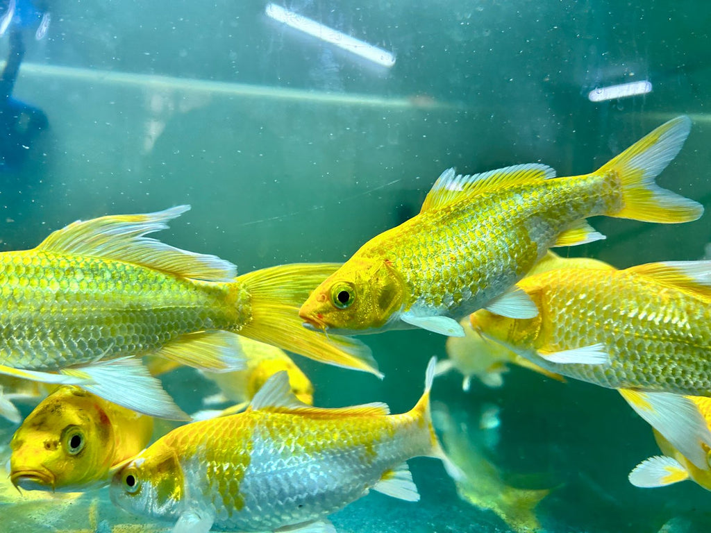 Assorted Metallic Koi (4)