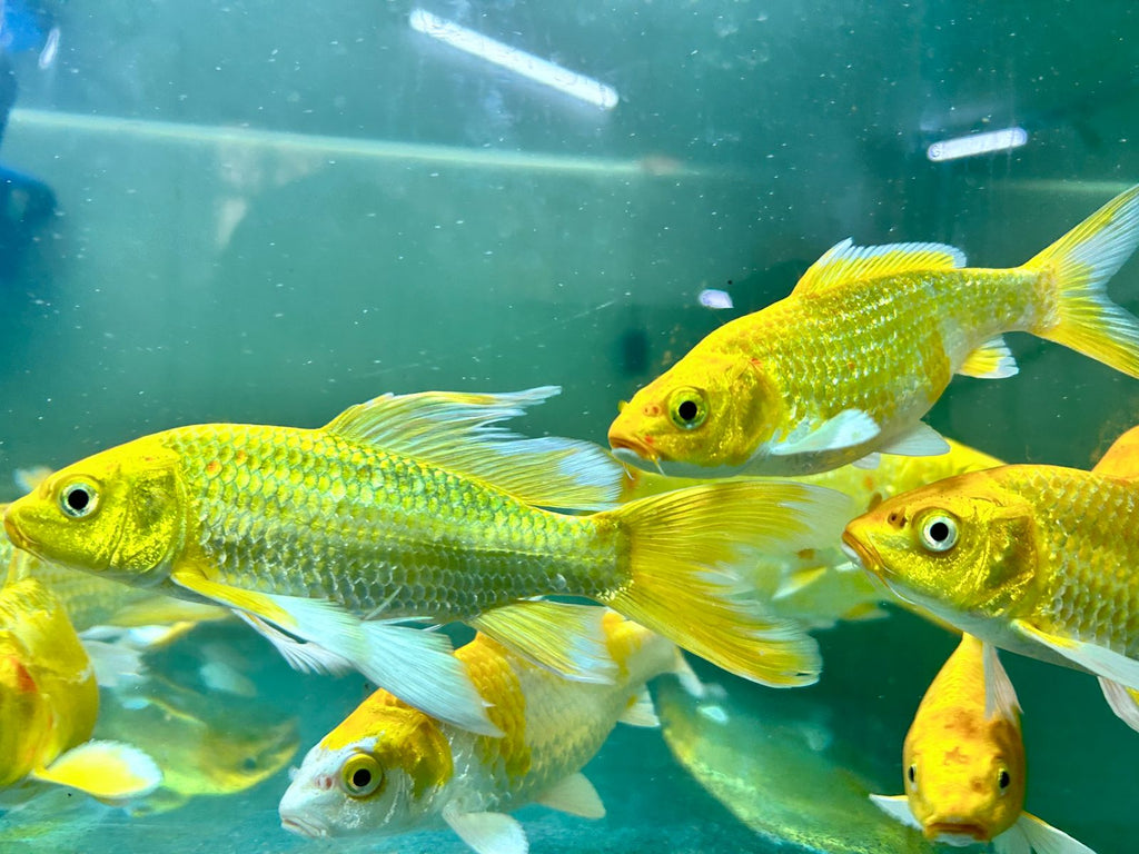 Assorted Metallic Koi (5)