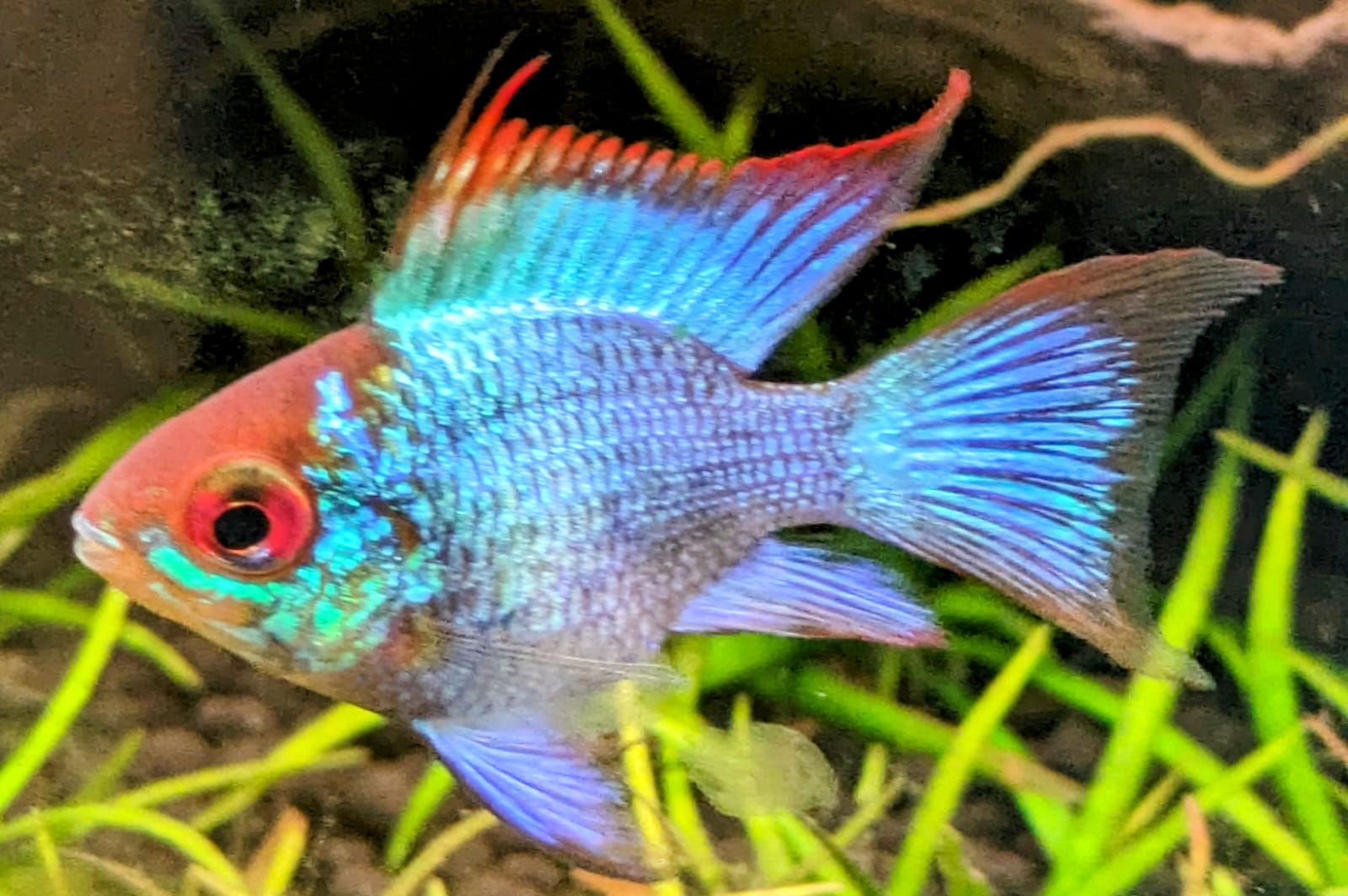 Electric blue German ram