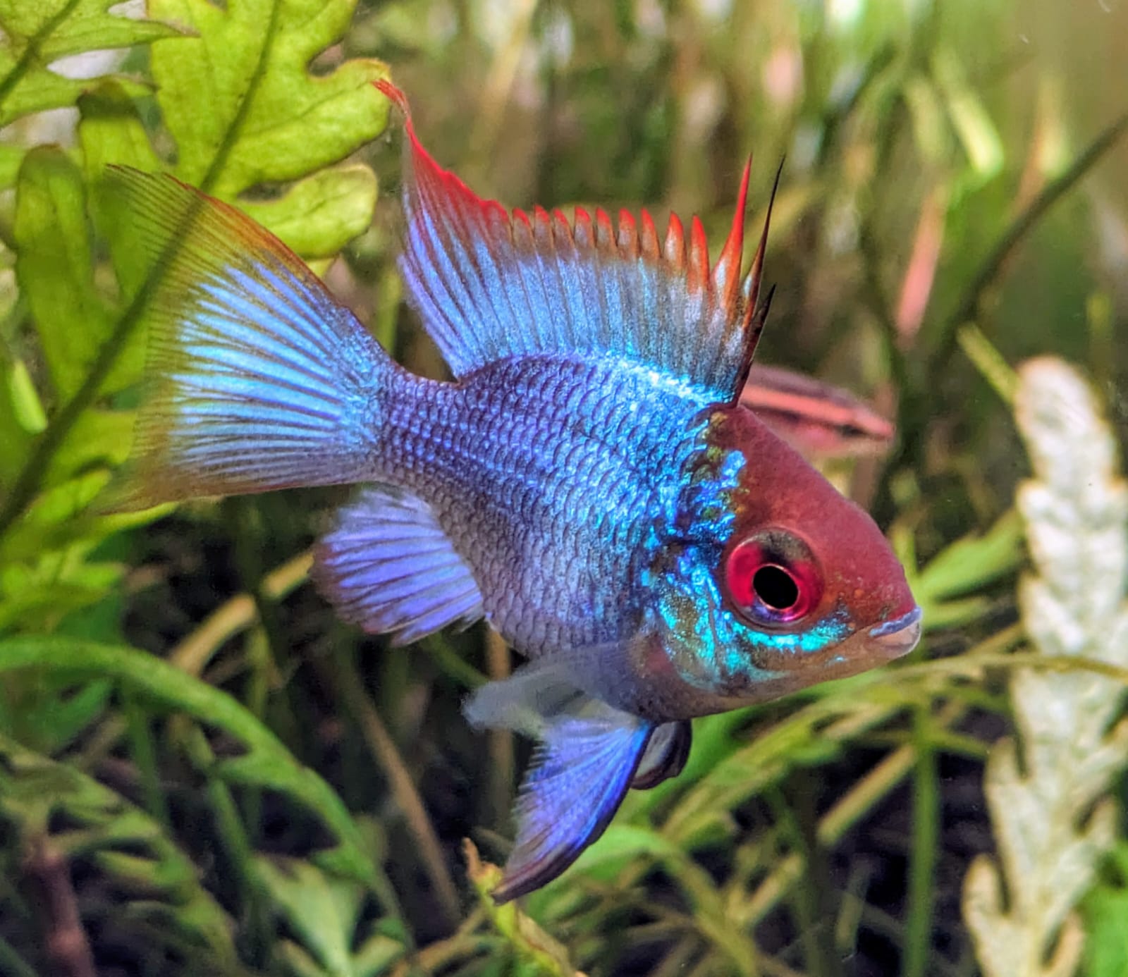 Electric blue German ram