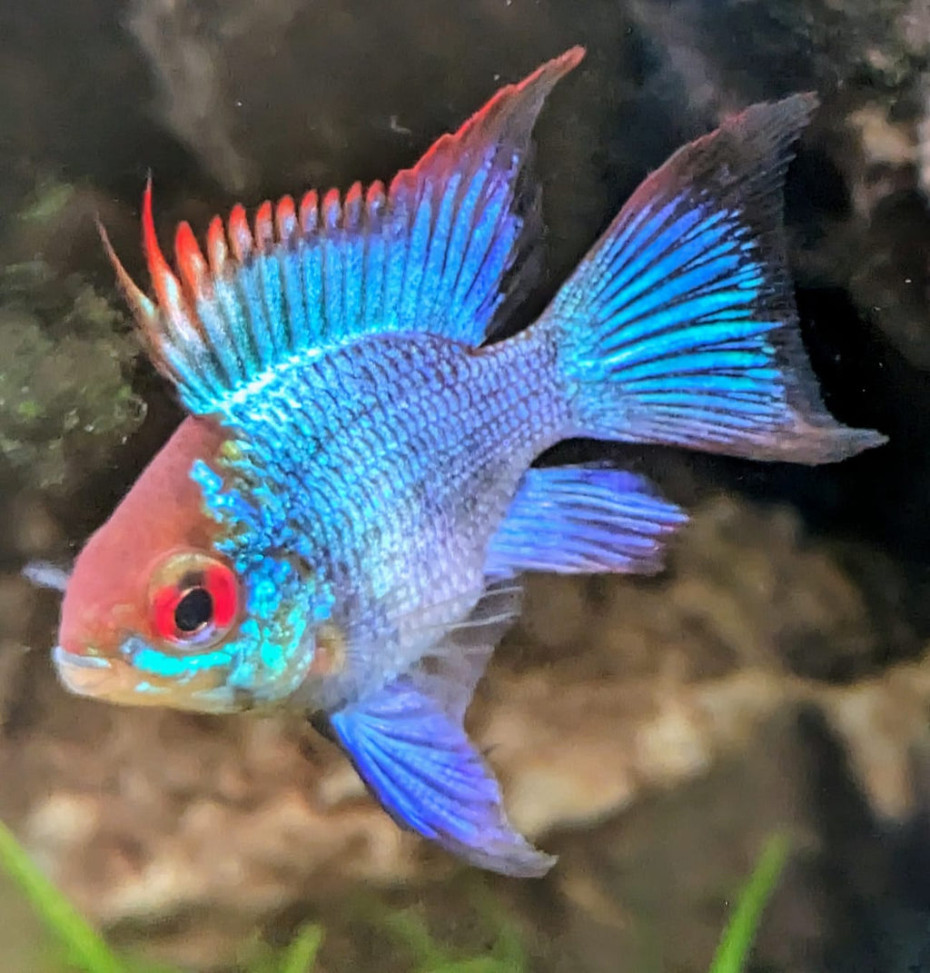 electric blue ram