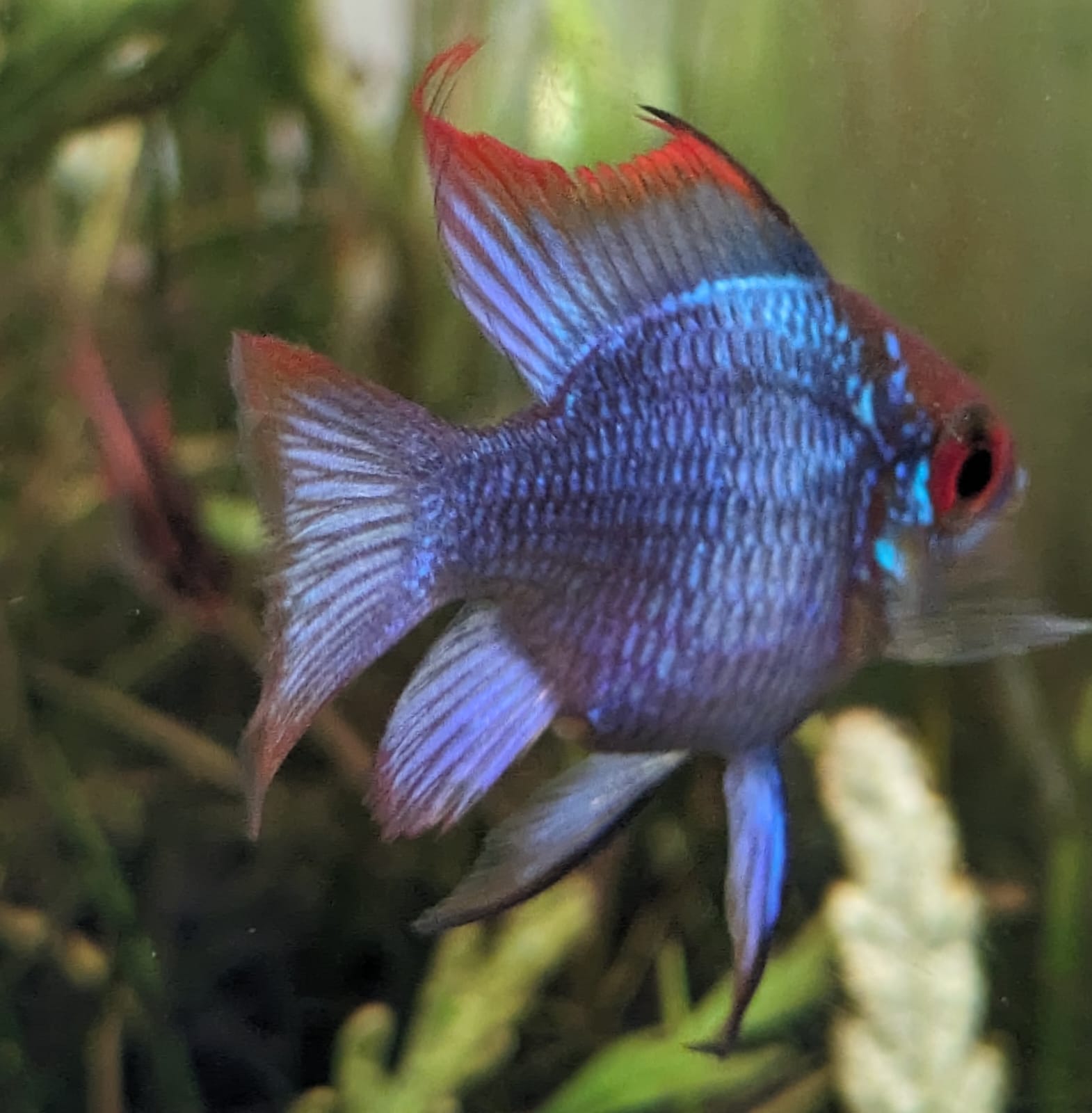 electric blue ram